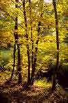 Laub