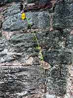 Mauerblume