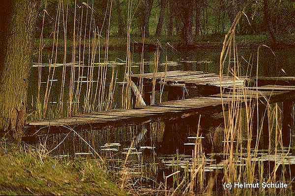 Steg am Teich