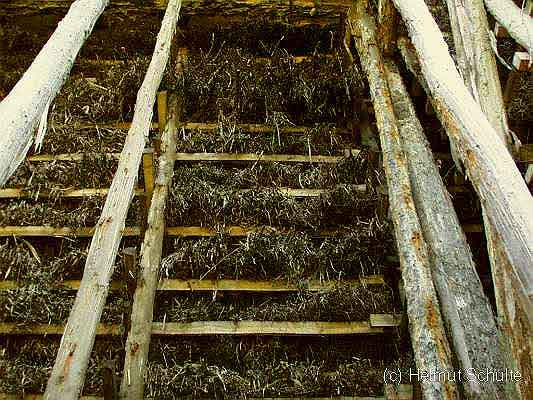 Altes Holz
